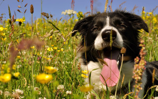 Dog flower field pinkfrisbee outdoors - a field of flowers free wallpaper