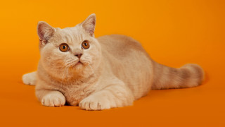 Cat sad laying orange background - an orange background free wallpaper