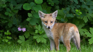 Small fox grass bushes flowers - david young cameron free wallpaper