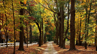 Autumn park path trees leaves - a path in a park free wallpaper