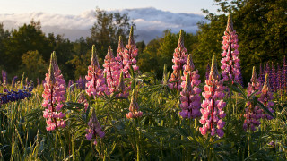 Flower field sky clouds trees - a field of flowers free wallpaper