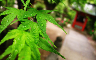 Green leaf water drops red - a green leaf free wallpaper