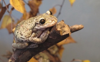 Frog branch leaves blue sky - a frog free wallpaper