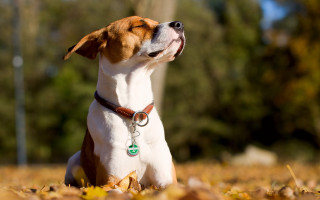 Dog leaves upward shiba inu - sunny day free wallpaper