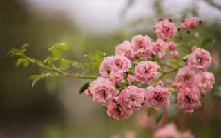 Pink flowers branch day blurry - a bunch free wallpaper