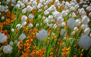 White tulips yellow orange flowers - orange free wallpaper