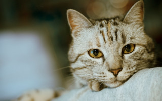 Cat sitting couch head arm - boleslaw cybi free wallpaper