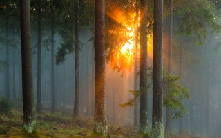 Forest sunlight autumn leaves nature - the ground and the sun free wallpaper
