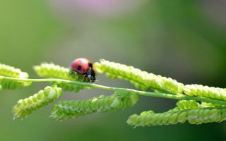 Ladybug green leafy plant macro - free nature wallpaper