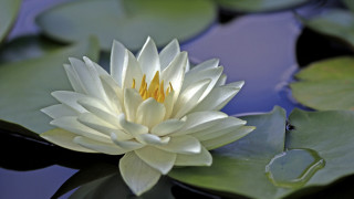 White flower floating pond lily 2 - blanche hoschedé monet free wallpaper