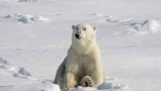 Polar bear snow jigsaw ecological - a polar bear free wallpaper