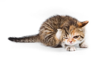 Kitten playing toy white shadow - a small kitten free wallpaper
