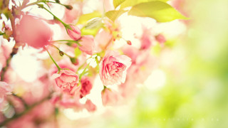 Pink flowers blooming tree branch 4 - still free wallpaper