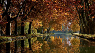River fall foliage trees cityscape - a row of trees free wallpaper