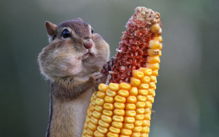 Chipper eating corn ecological portrait - a blurry background of trees and grass free wallpaper