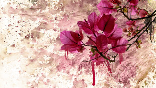 Pink flower blooming hanami branch - background free wallpaper