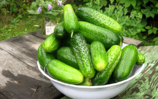 Bowl cucumbers wooden table sunflower - outside free wallpaper