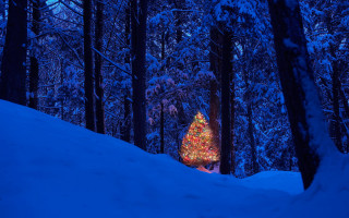 Lit christmas tree snowy forest 2 - evgeny lushpin free wallpaper