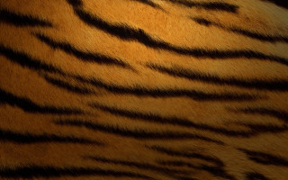 Tiger fur closeup black background 2 - furry free wallpaper