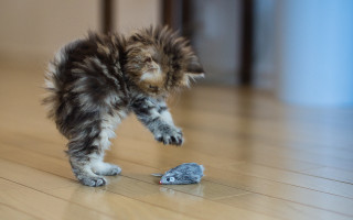 Kitten playing mouse tiltshift photorealistic - a mouse free wallpaper