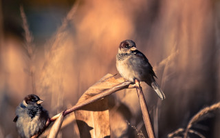 Birds branch field owl sunset - two bird free wallpaper