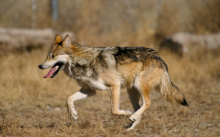 Wolf running field open mouth - caspar wolf free wallpaper