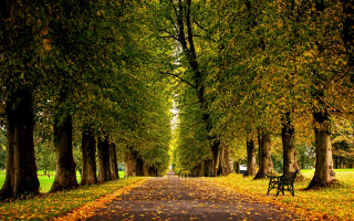 Autumn park bench trees leaves 4 - christopher wren free wallpaper