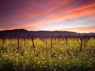 Yellow flowers mountain sunset city - impressionist free wallpaper