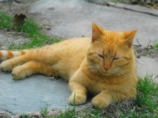 Cat lying grass rock impressionist - grass free wallpaper