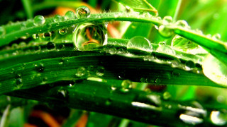 Green plant water drops macro 6 - a green plant free wallpaper