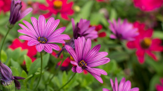 Purple flower field bokeh waterdrop - vivid color free wallpaper