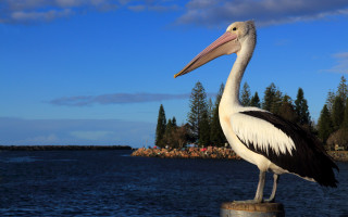 Seagull water bridge sky trees - an art deco sculpture free wallpaper