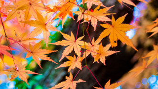 Tree leaves autumn blurry fall - aimitsu free wallpaper