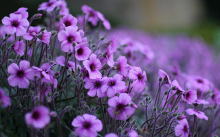 Purple flower field macro blurry 7 - a field of grass and dirt free wallpaper