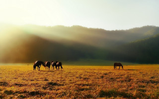 Horses grazing mountains sunset ocean - sunrise free wallpaper