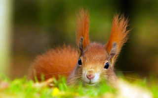 Red squirrel curious outdoor photograph - curious free wallpaper