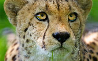 Cheetah yellow eyes green background - sharp focus free wallpaper