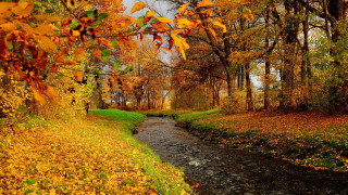 Autumn forest leaves fire pokemon - alexander brook free wallpaper