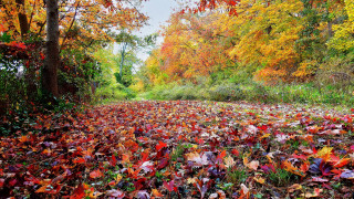 Autumn leaves trees forest fairy - green free wallpaper