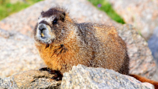 Marmot sunlit rock blurry background - a rock in the sun free wallpaper