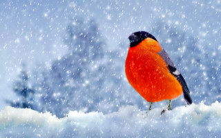 Red black bird snow branch - a digital painting free wallpaper