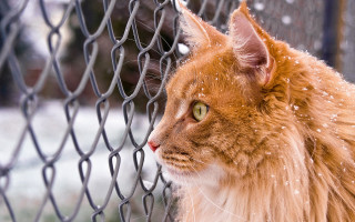 Cat fence snow falling surreal - surrealism free wallpaper