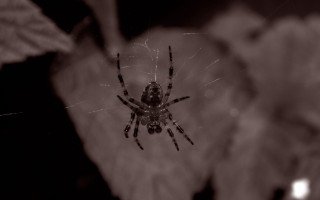 Spider flower darkroom blurry leaves - a blurry background of leaves free wallpaper