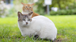 Cats grass camera eye view - the grass free wallpaper