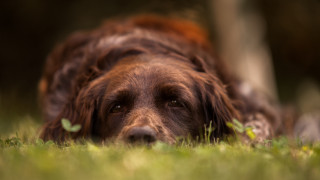 Dog sad tiltshift animal photography - its head on free wallpaper
