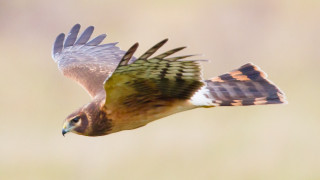 Bird owl eagle wings feathers - animal photography free wallpaper