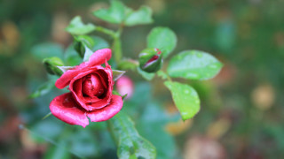 Red rose green leaves blurry 3 - the background and a blurry background behind free wallpaper