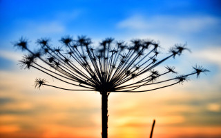 Dandelion sunset clouds mountain ocean - naturalism free wallpaper