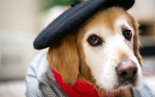 Shiba inu dog hat sweater - postimpressionism free wallpaper