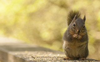 Squirrel eating nut outdoor sunset - a nut free wallpaper